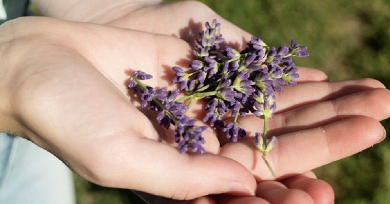 3. Teh lavender dapat menenangkan pikiran