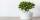 6. Jade plant daun unik