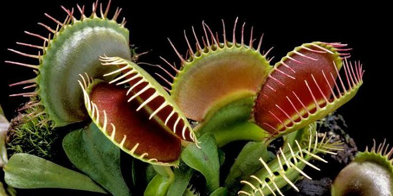 5. Venus flytrap akan menyerap kandungan nitrogen dari serangga