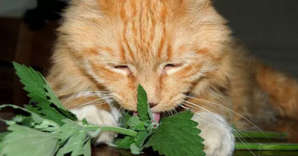 Fakta Tumbuhan Catnip yang Disukai Kucing  Popmama.com