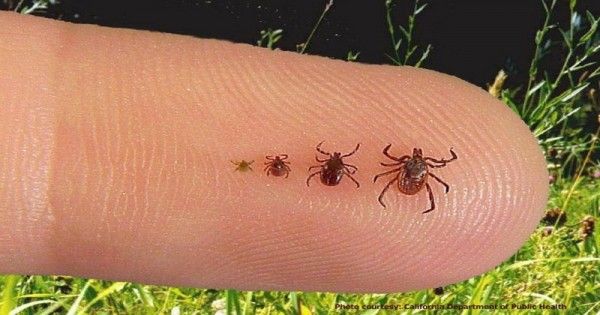 6 Jenis Serangga Yang Senang Hidup Di Kasur Apa Bahayanya Popmama Com