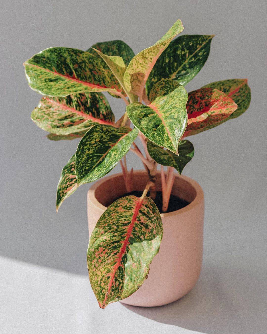 4. Aglaonema Suzy