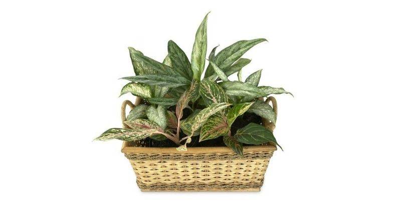 7 Jenis Aglaonema Nama Bisa Jadi Hiasan Cantik Rumah
