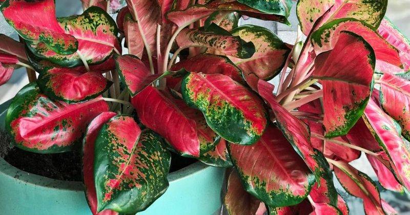3. Aglonema Bidadari