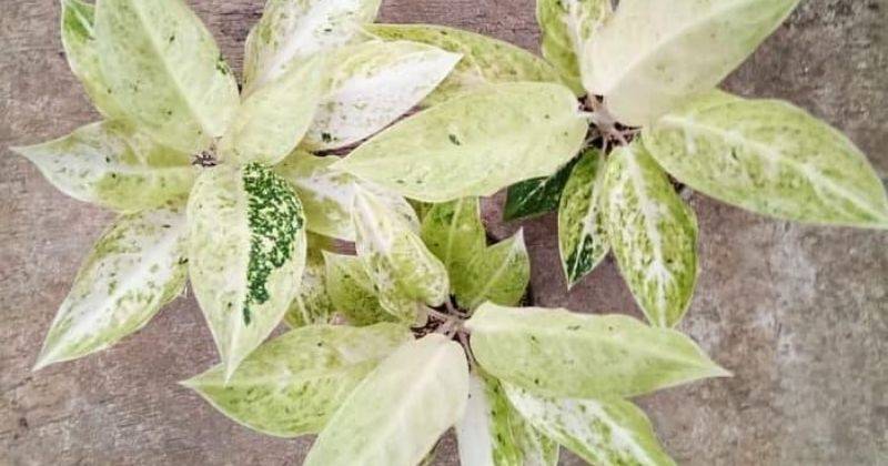 5. Aglaonema Claudia
