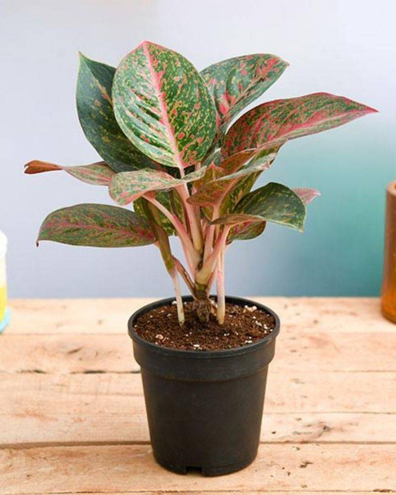 1. Aglaonema Widuri (red peacock)