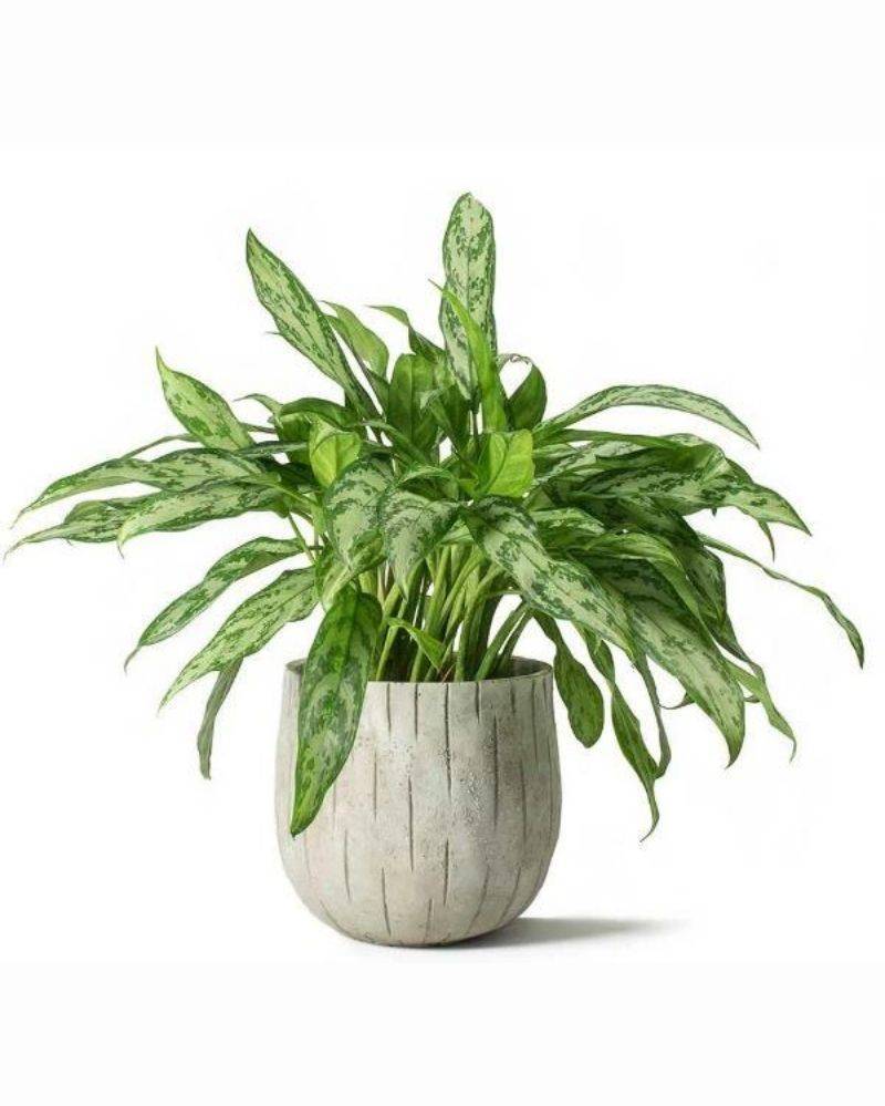 2. Aglaonema Silver Queen