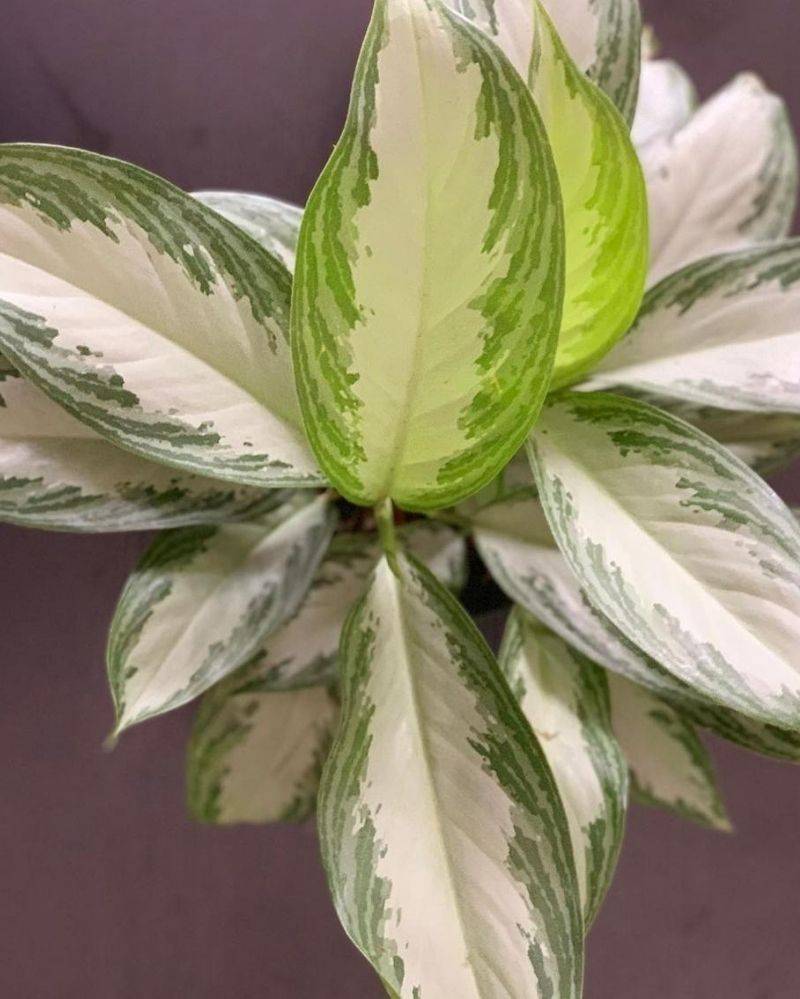 7. Aglaonema Emerald Bay