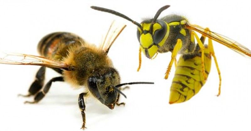 Perbedaan Tawon dan Lebah, yang Sering Dikira Sama | Popmama.com