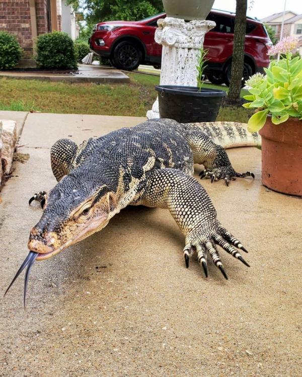 Cara Mengusir Biawak dari Rumah Popmama.com - tumbuhan halau kucing