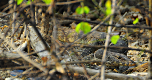 Cara Mengusir Biawak Dari Rumah Popmama Com