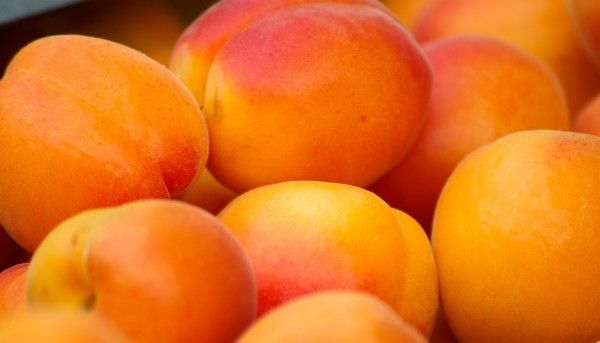 khasiat biji aprikot untuk wanita