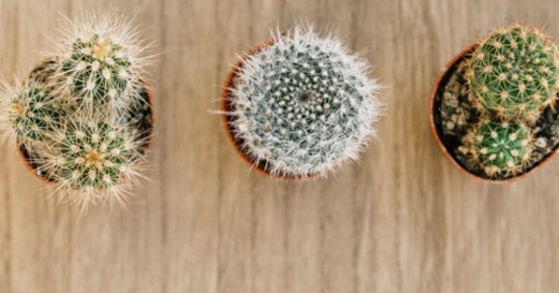 5 Jenis Kaktus Yang Bisa Kamu Koleksi Di Rumah Popmama Com