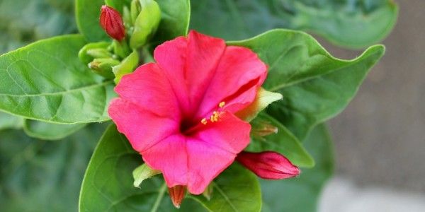 5 Jenis Tanaman Bunga Ini Memiliki Waktu Mekar Yang Singkat Popmama Com