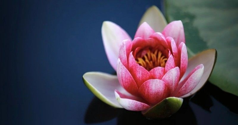 5 Filosofi Bunga Teratai untuk Kehidupan yang Penuh Makna