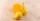3. Sayuran buah warna kuning jingga dapat mencegah penuaan kebutaan