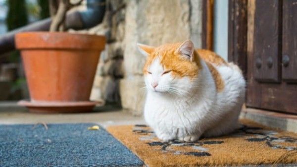 Benarkah Bulu Kucing Sebabkan Susah Hamil?  Popmama.com