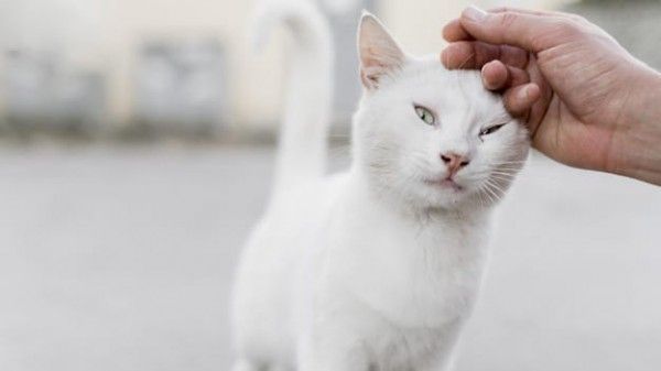 Kenapa Kucing Bisa Pulang Sendiri Setelah Lama Meninggalkan Rumah 