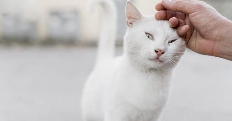 Kenapa Kucing Bisa Pulang Sendiri Setelah Lama Meninggalkan Rumah 