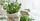 2. Lemon thyme si daun mungil