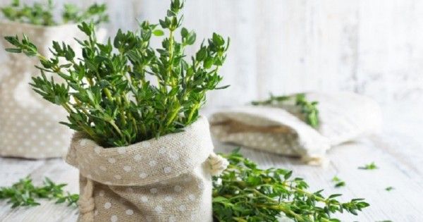 7 Pohon Herbal Cantik Yang Bisa Jadi Tanaman Hias Popmama Com