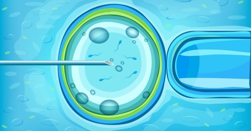 5. Membantu perempuan IVF lebih cepat hamil