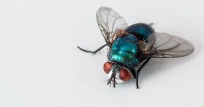 5 Penyebab Lalat Sering Datang ke Rumah, Bisa Ganggu Kesehatan