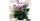 3. Anthurium Bunga Ungu (Anthurium Cavilli Purple)