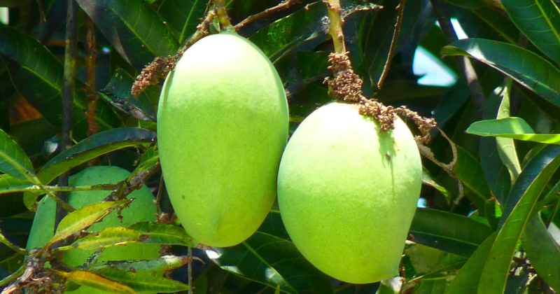 Jenis dan Cara Berkembang Biak Pohon Mangga