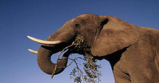 1. Gajah Afrika