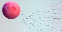 9 Makanan Penambah Sperma yang Mudah Ditemukan