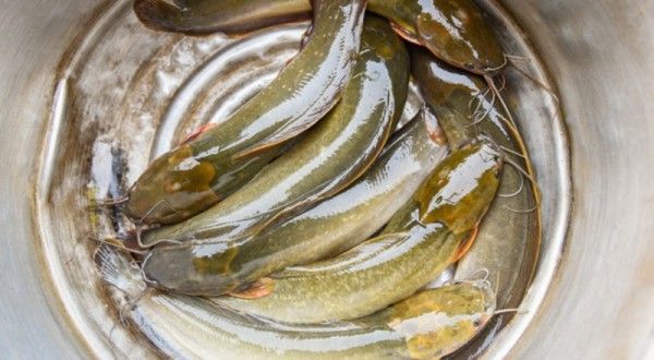 5 Jenis Ikan yang Mengandung Asam Folat untuk Ibu Hamil | Popmama.com