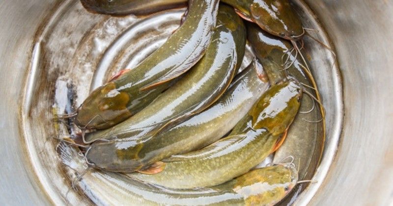 8 Manfaat Ikan Lele Untuk Kesehatan Apa Saja