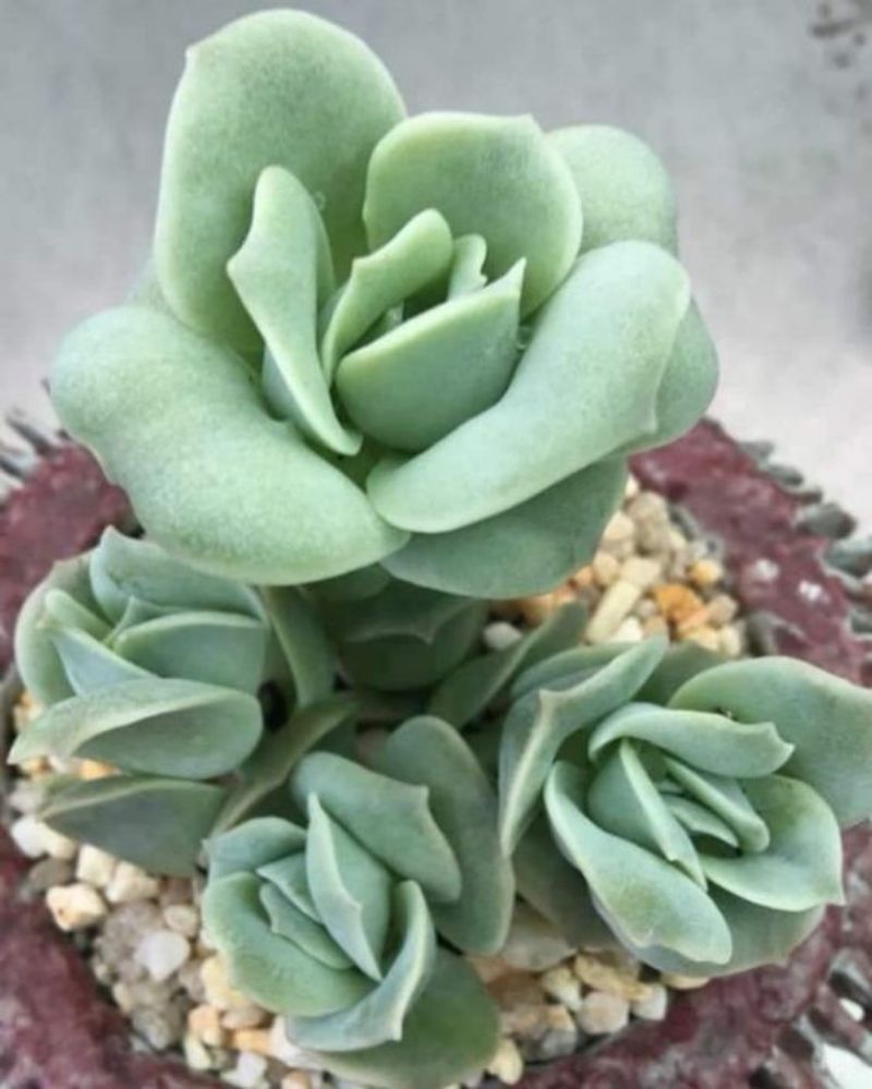 8. Rose Succulents