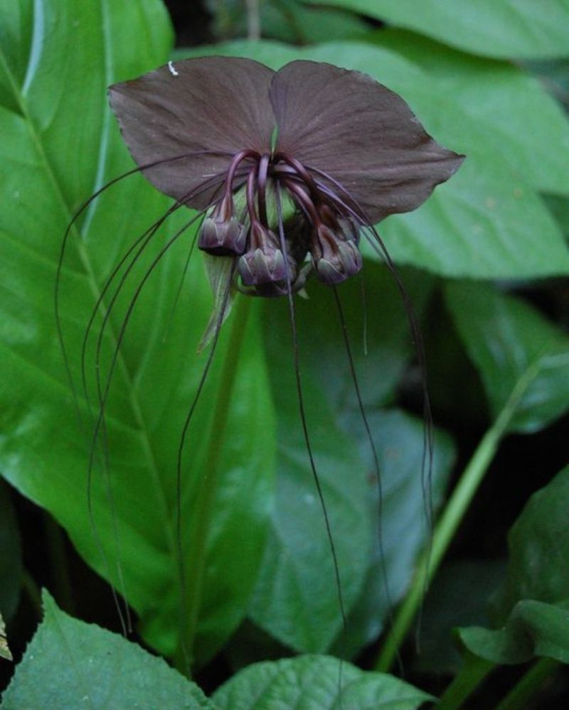 9. Chinese Black Bat Flower