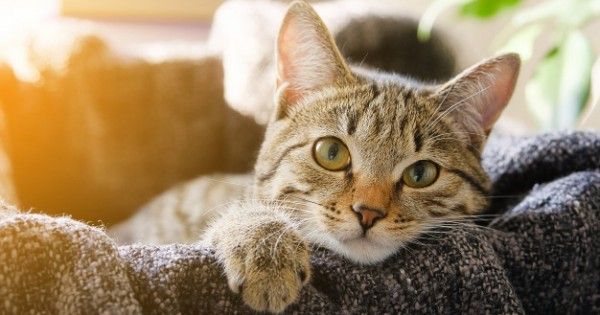 9 Fakta Menarik Tentang Hewan Kucing yang Perlu Anak Ketahui 