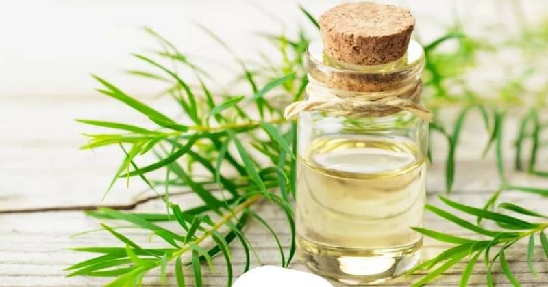 Mengenal Kandungan Tea Tree Oil Dalam Skin Care