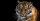 Ramalan Shio Macan Tahun 2021, Masih Memendam Trauma Masa Lalu