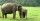4. Perilaku gajah lembut penuh kepedulian