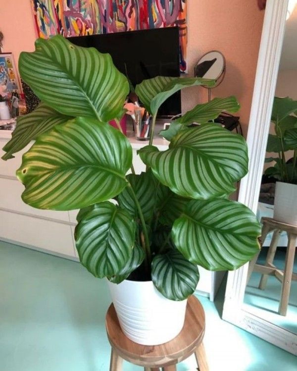 10 Jenis Tanaman Hias Calathea Cocok Untuk Hiasan Indoor