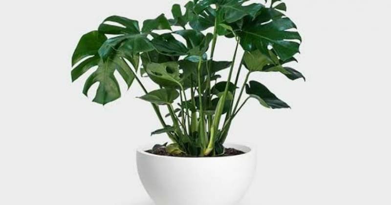 5 Causes of Brown Spotting on Monstera Plants