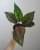 2. Aglaonema Heng-Heng