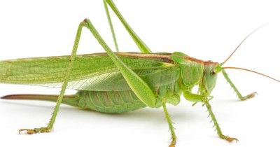 Bisa "Bernyanyi", 10 Fakta Unik Serangga Belalang Perlu Anak Tahu