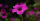 11. Bunga geranium
