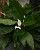 10. Spathiphyllum wallisii