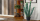 7 Jenis Kaktus Besar Cocok Jadi Dekorasi Dalam Rumah