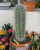 7. Kaktus cardon raksasa Meksiko