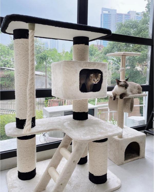 5 Foto Tempat Bermain Kucing di Rumah Tyas Mirasih  Popmama.com