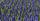 5. Hyacinthus