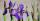 7. Iris
